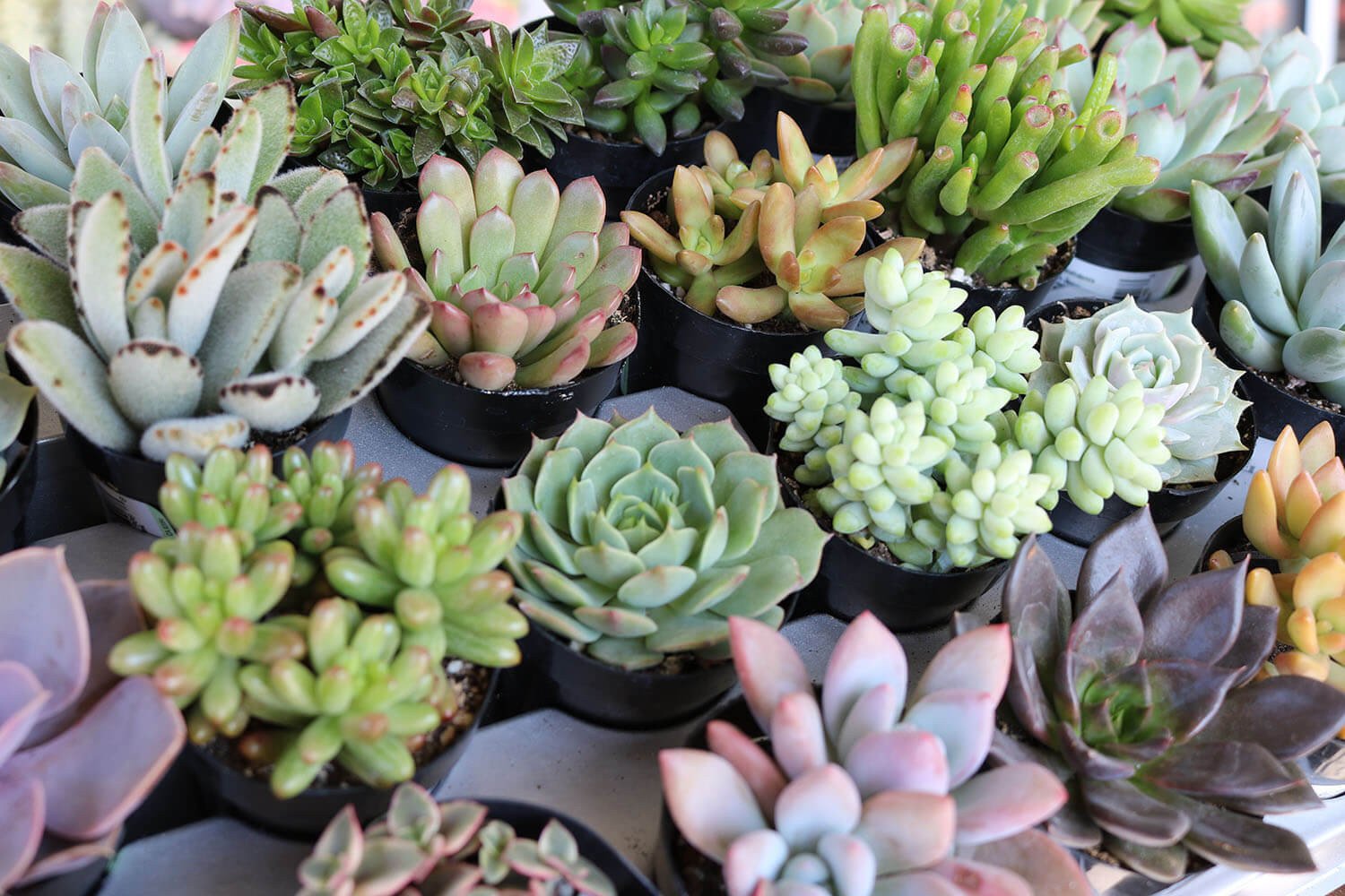 2.5" Assorted Succulents bulk wholesale succulent prices at the succulent source - 2