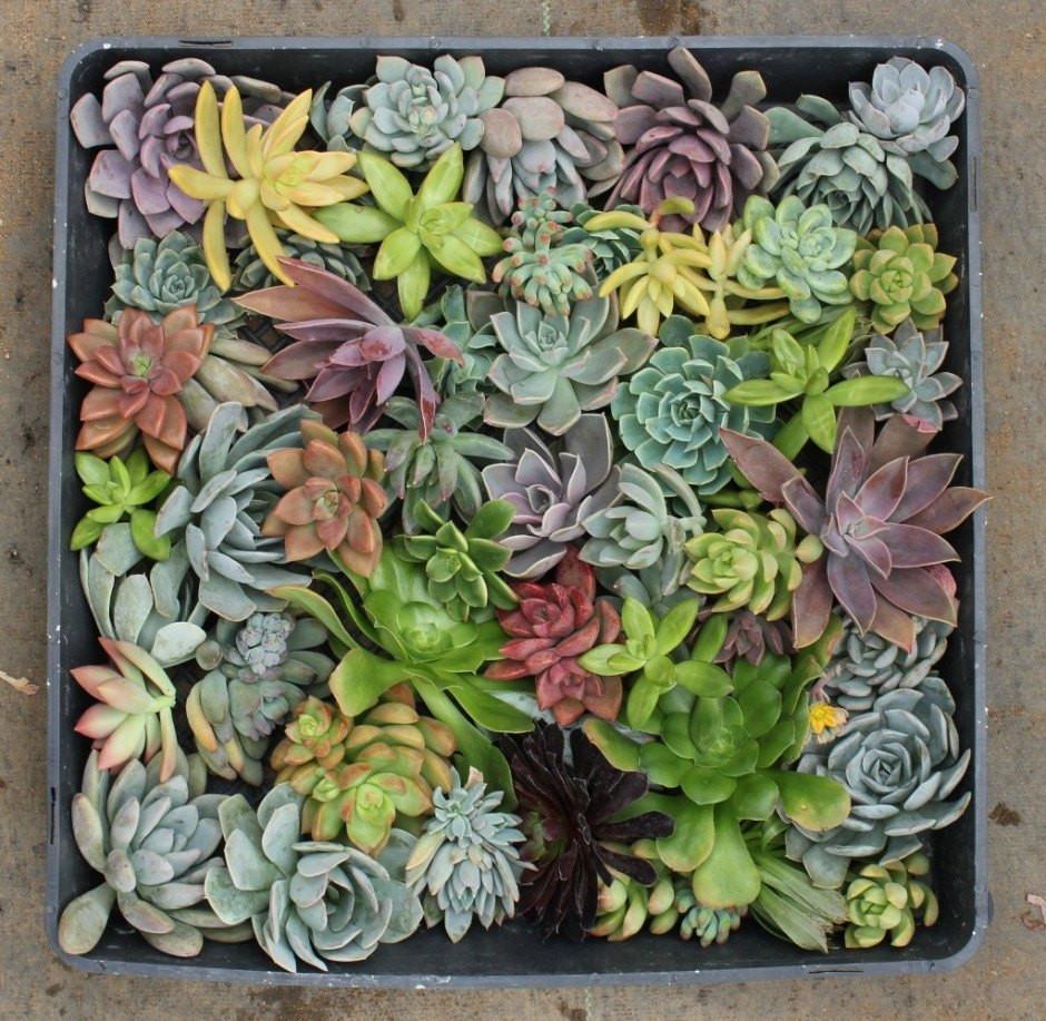 Cuttings - Wedding Rosette Succulents (Cost listed is for one unit)