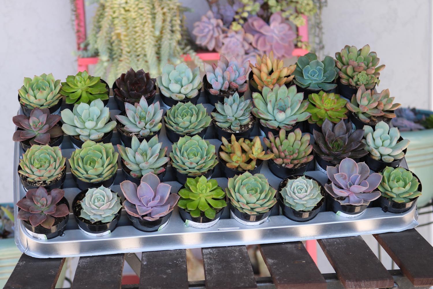 2.5" Rosette Succulents bulk wholesale succulent prices at the succulent source - 4