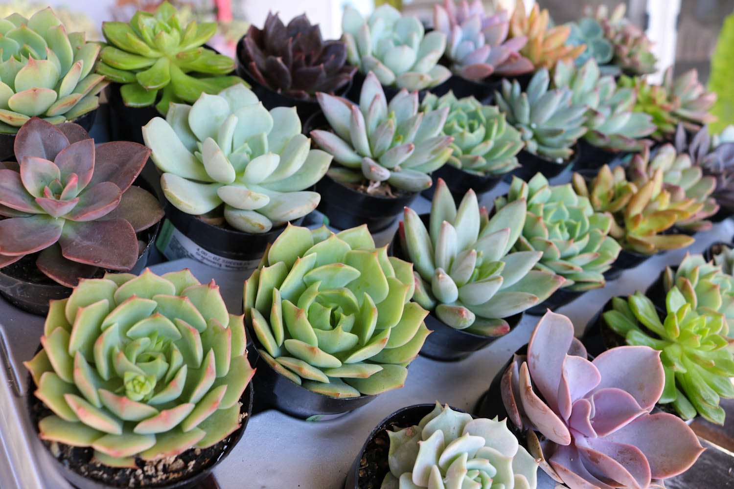 2.5" Rosette Succulents bulk wholesale succulent prices at the succulent source - 9