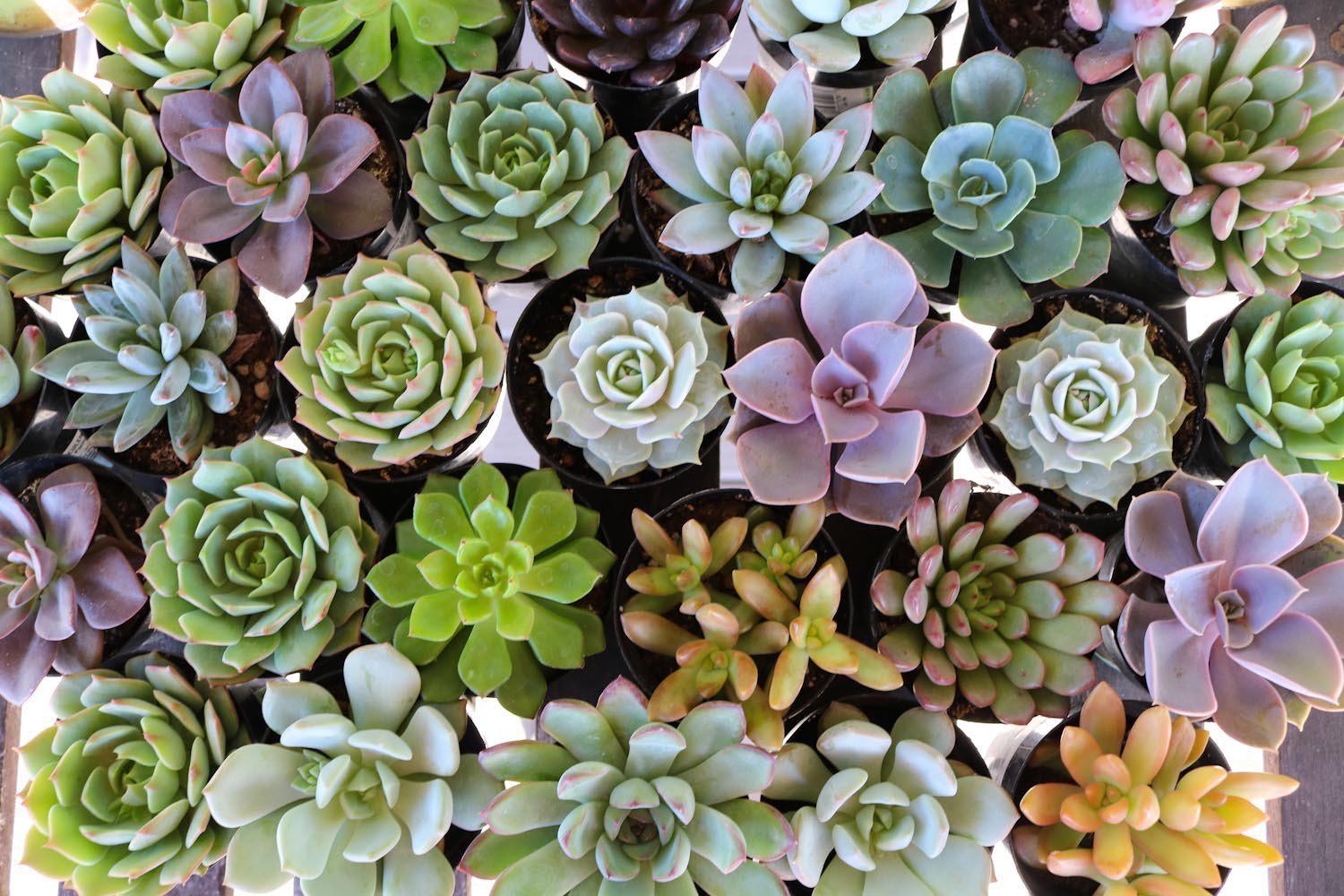 2.5" Rosette Succulents bulk wholesale succulent prices at the succulent source - 7