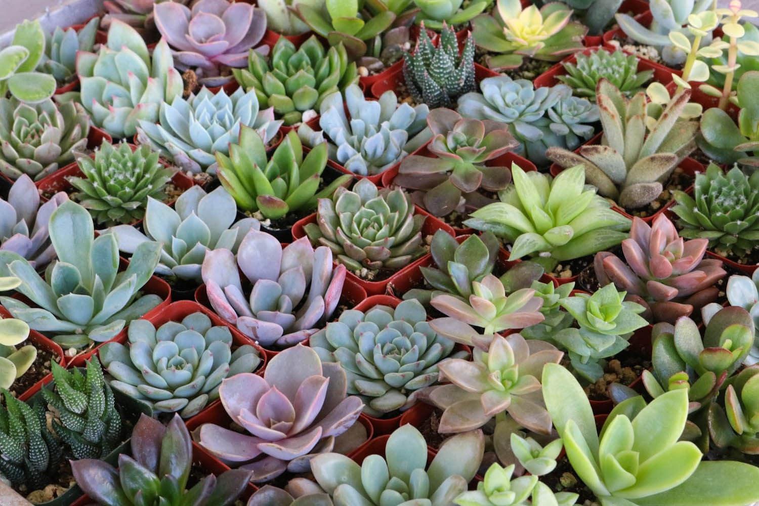 2" Assorted Succulents bulk wholesale succulent prices at the succulent source - 2
