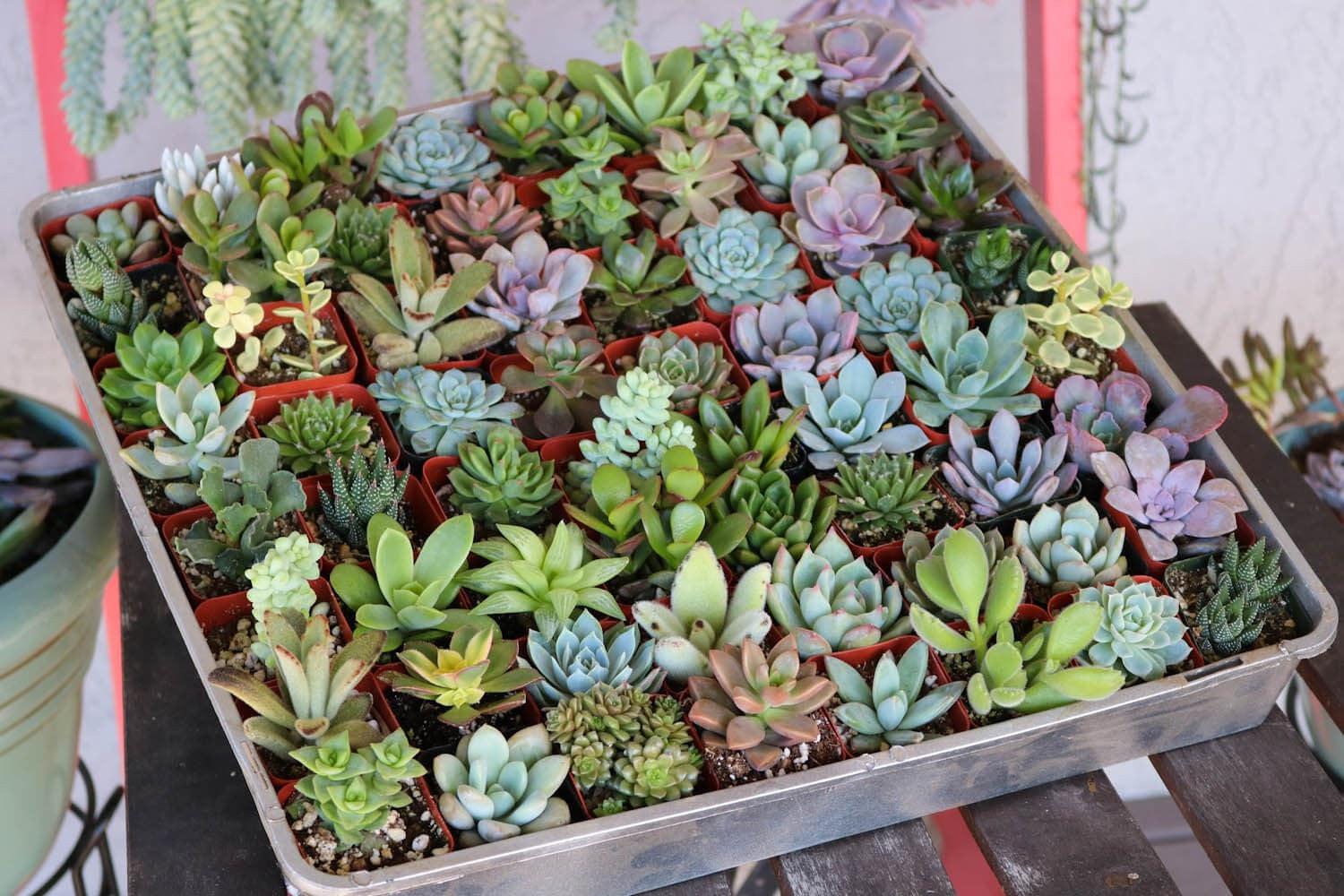 2" Assorted Succulents bulk wholesale succulent prices at the succulent source - 5