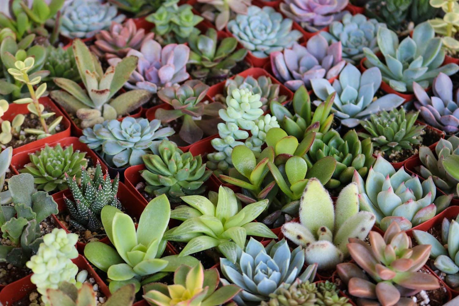 2" Assorted Succulents bulk wholesale succulent prices at the succulent source - 6