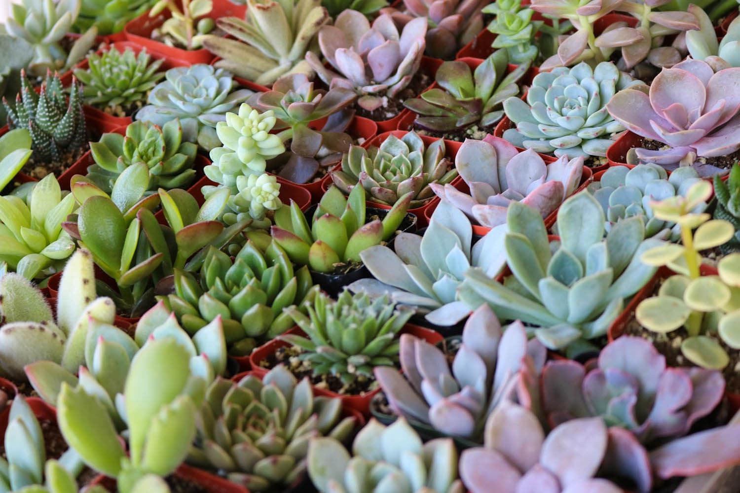 2" Assorted Succulents bulk wholesale succulent prices at the succulent source - 7