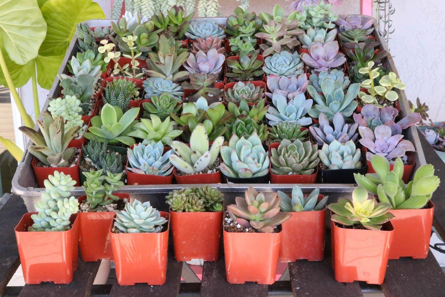 2" Assorted Succulents bulk wholesale succulent prices at the succulent source - 3