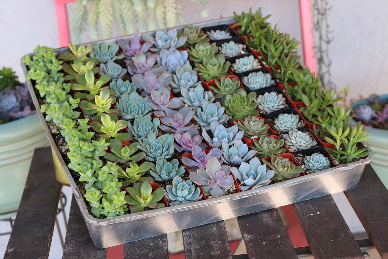 2" Wedding Succulents bulk wholesale succulent prices at the succulent source - 3