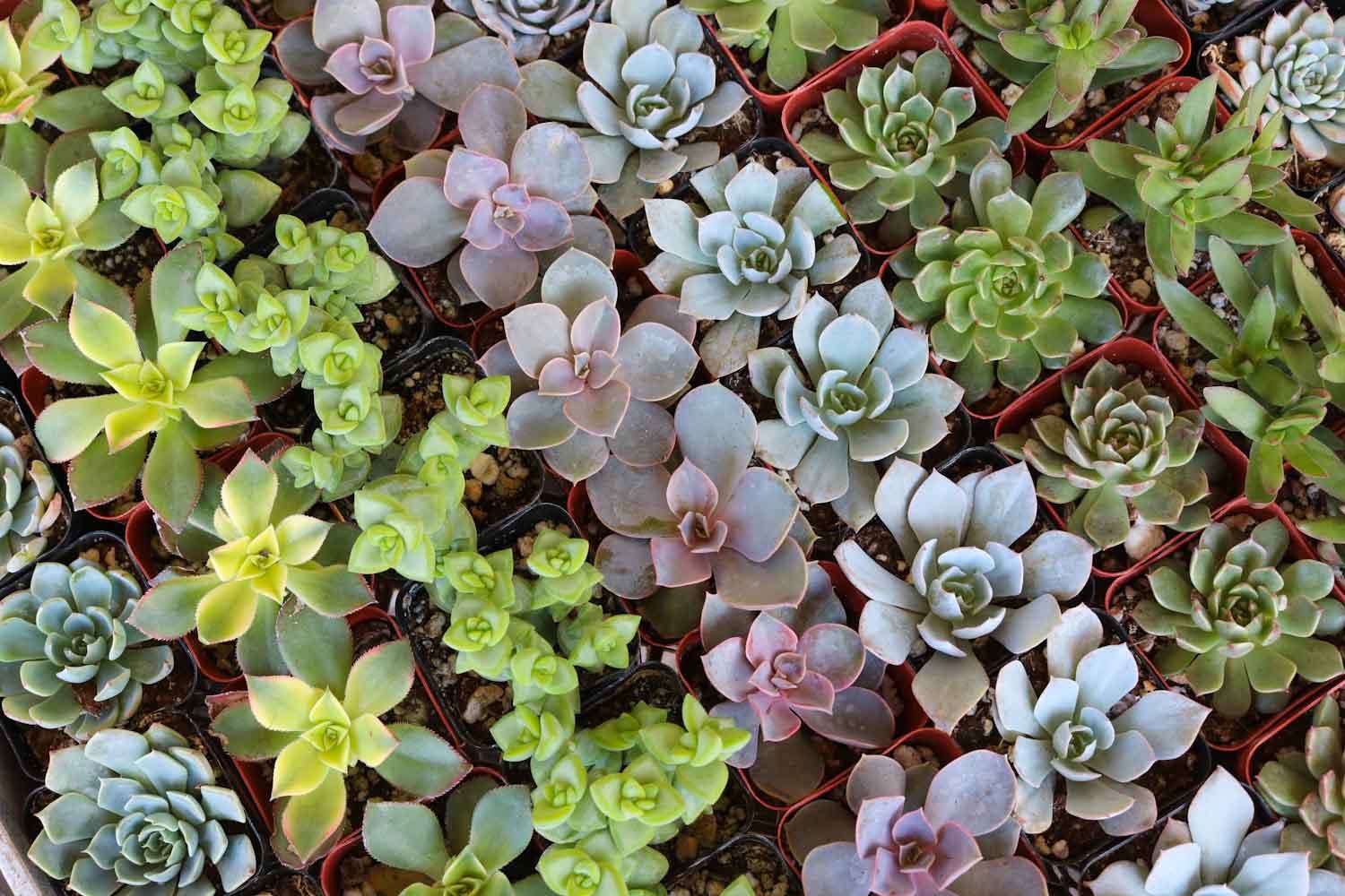 2" Wedding Succulents bulk wholesale succulent prices at the succulent source - 6