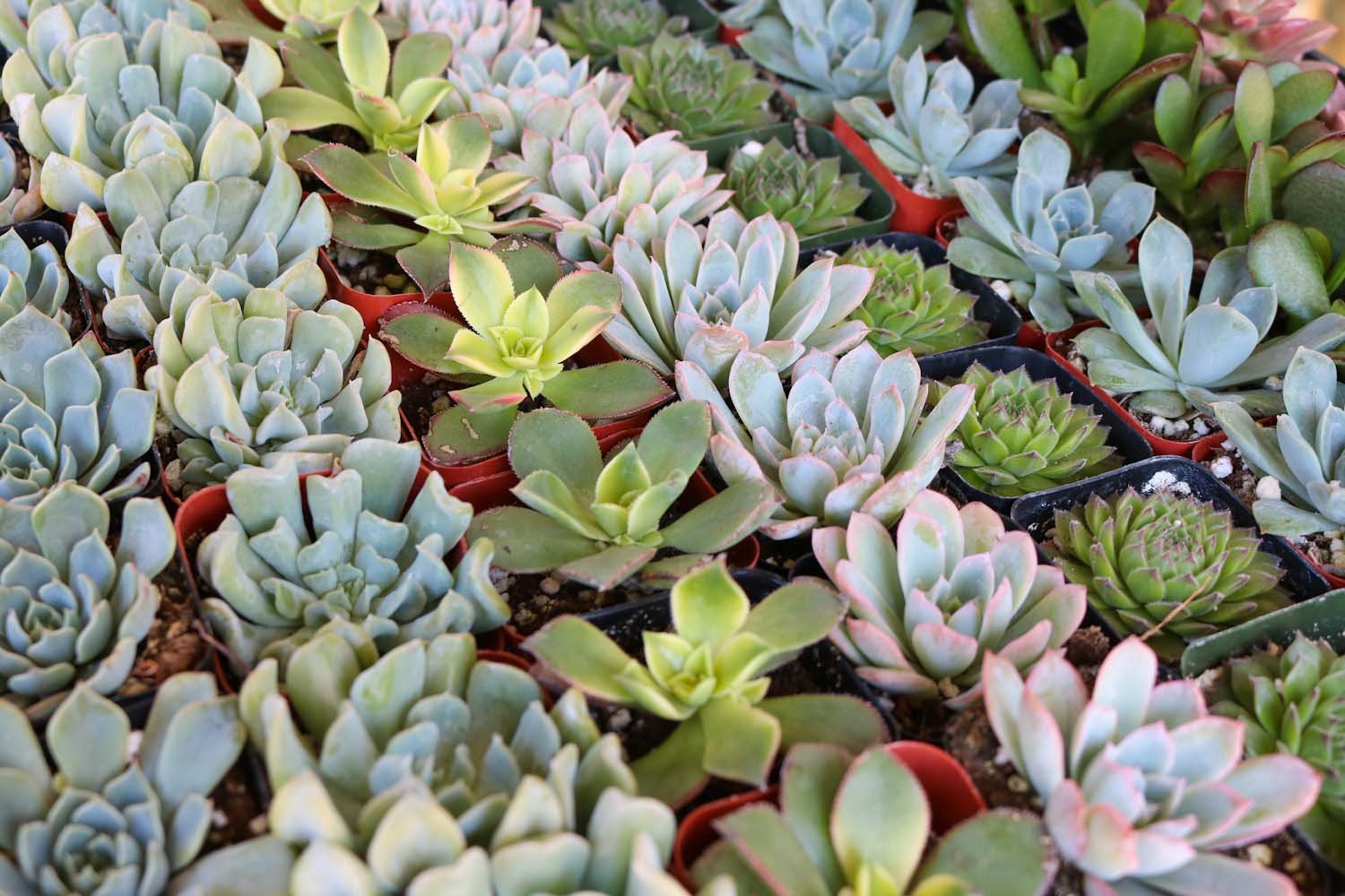 2" Wedding Succulents bulk wholesale succulent prices at the succulent source - 7