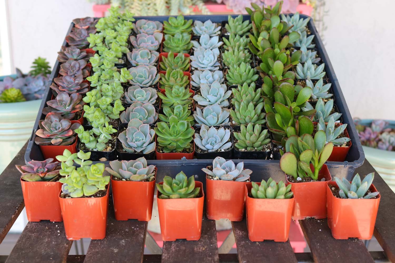 2" Wedding Succulents bulk wholesale succulent prices at the succulent source - 5
