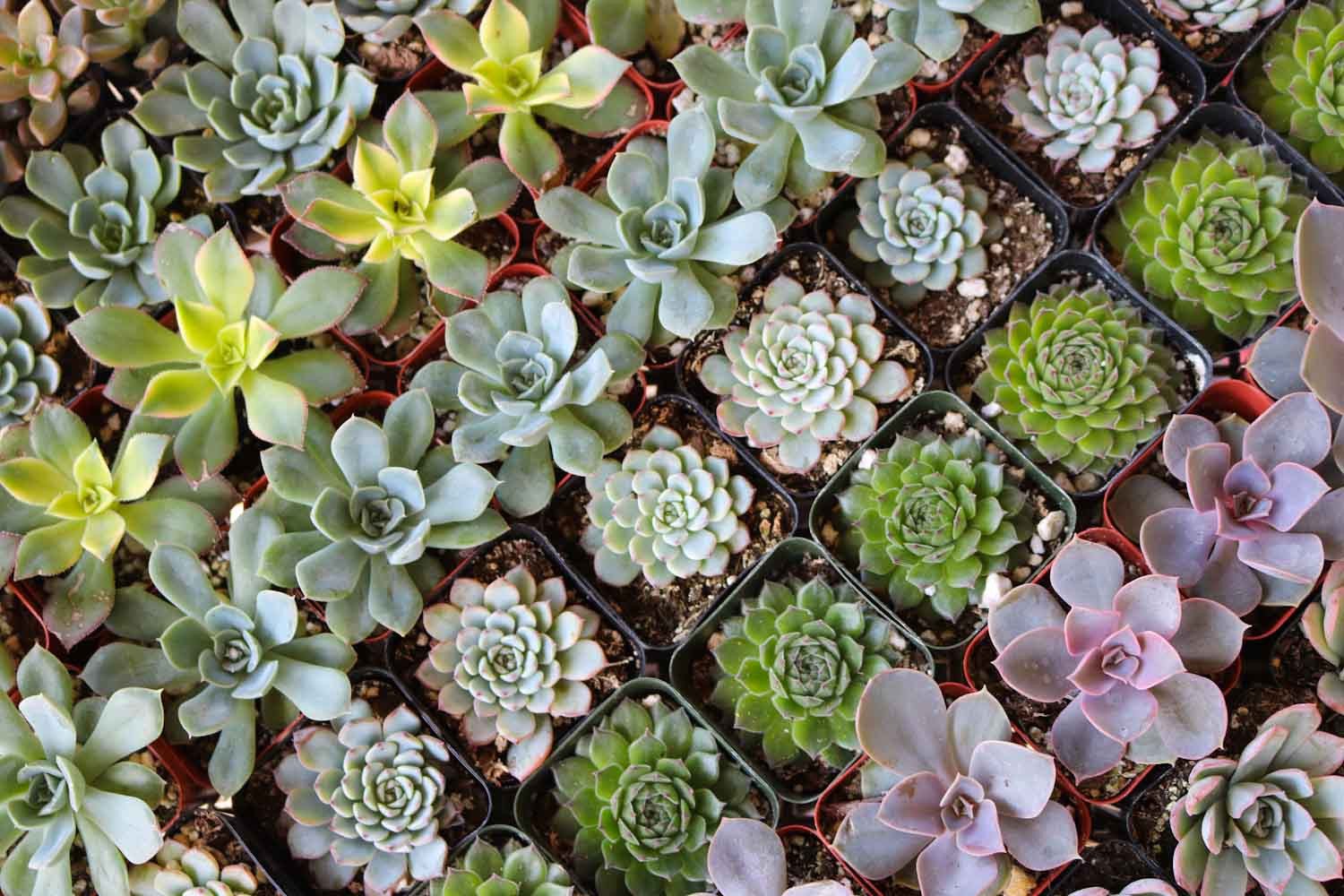 2" Rosette Succulents bulk wholesale succulent prices at the succulent source - 9