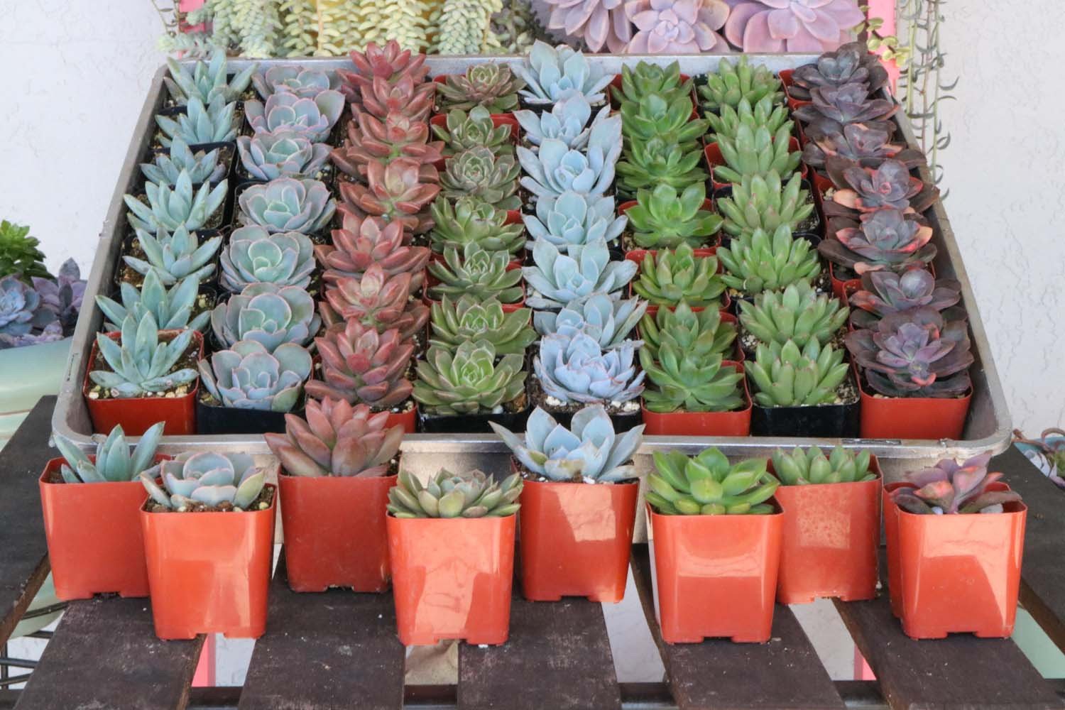 2" Rosette Succulents bulk wholesale succulent prices at the succulent source - 5