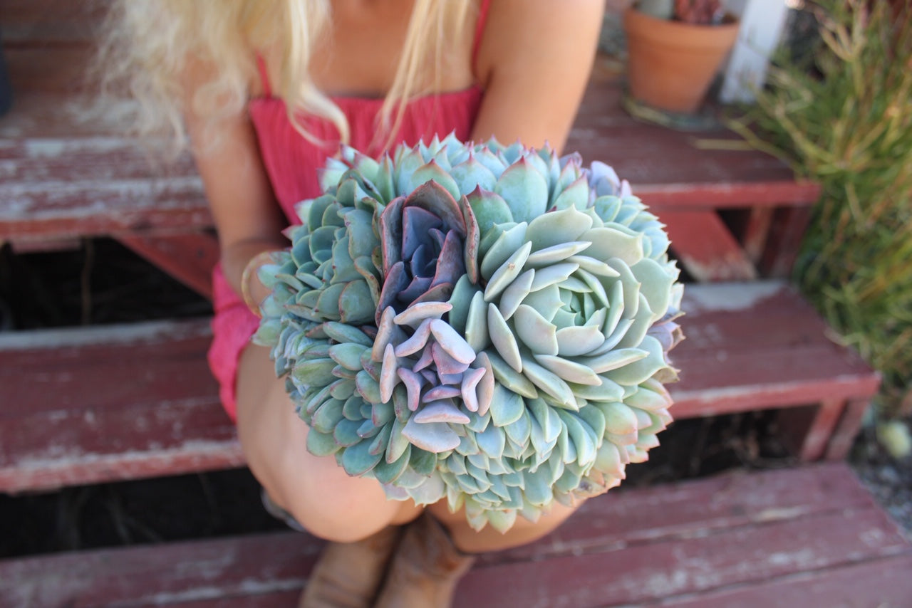 Succulent Bouquets