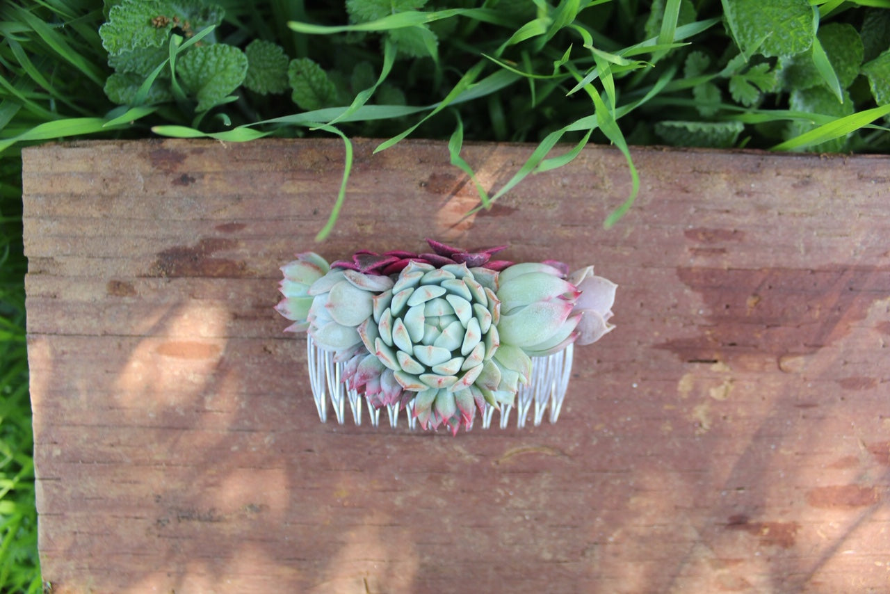 Succulent Comb - Live