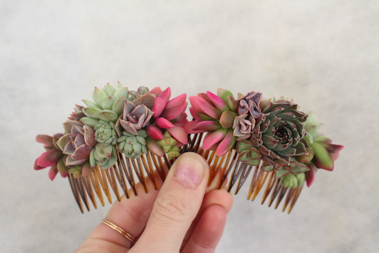 Succulent Comb - Live
