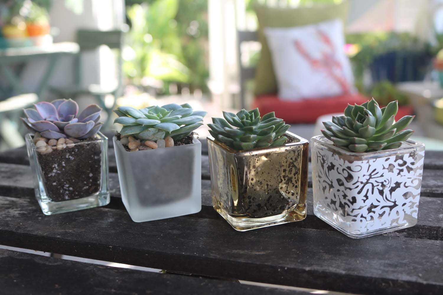 glass succulent plant Glass Votives for Succulents