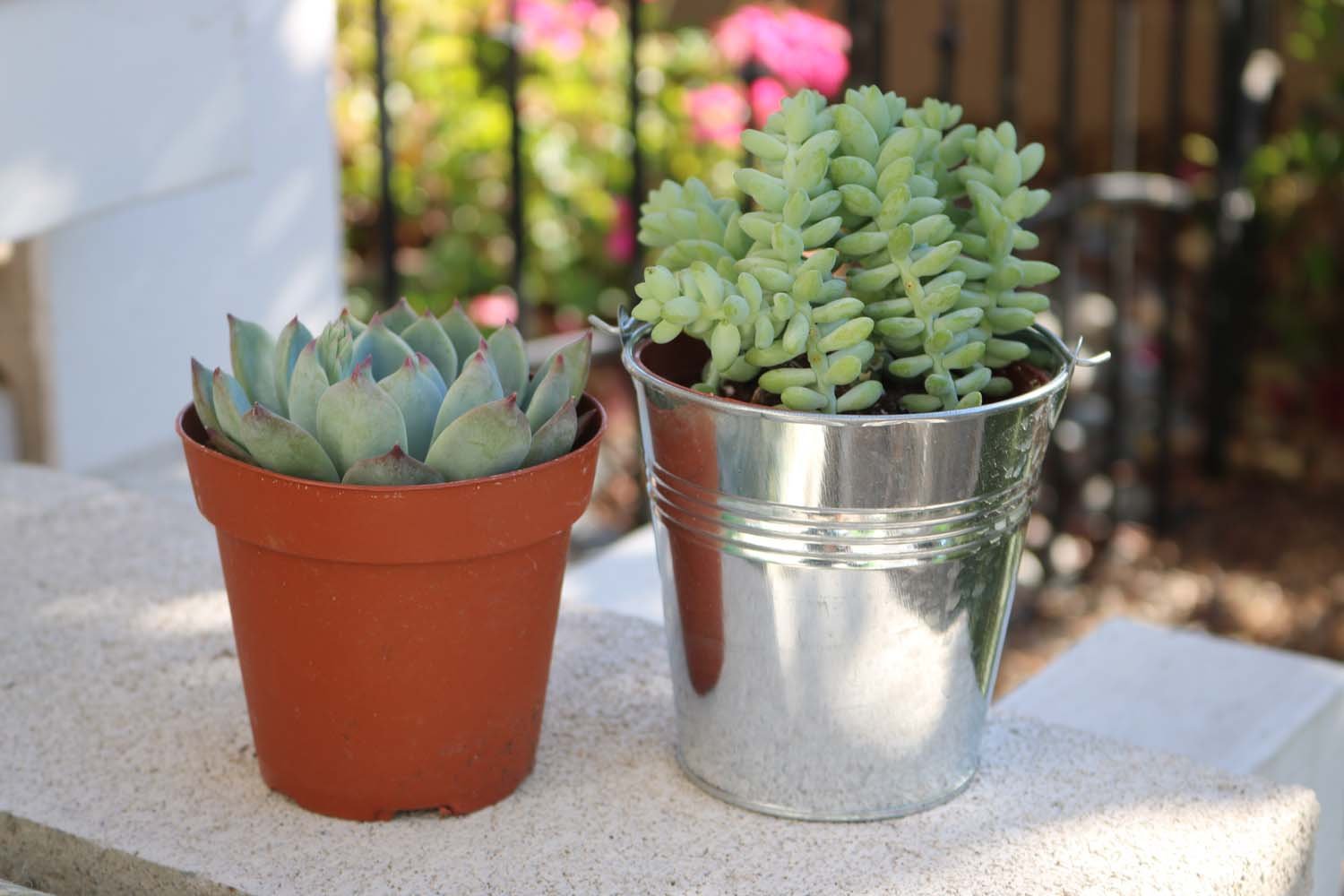 4" Assorted Succulents