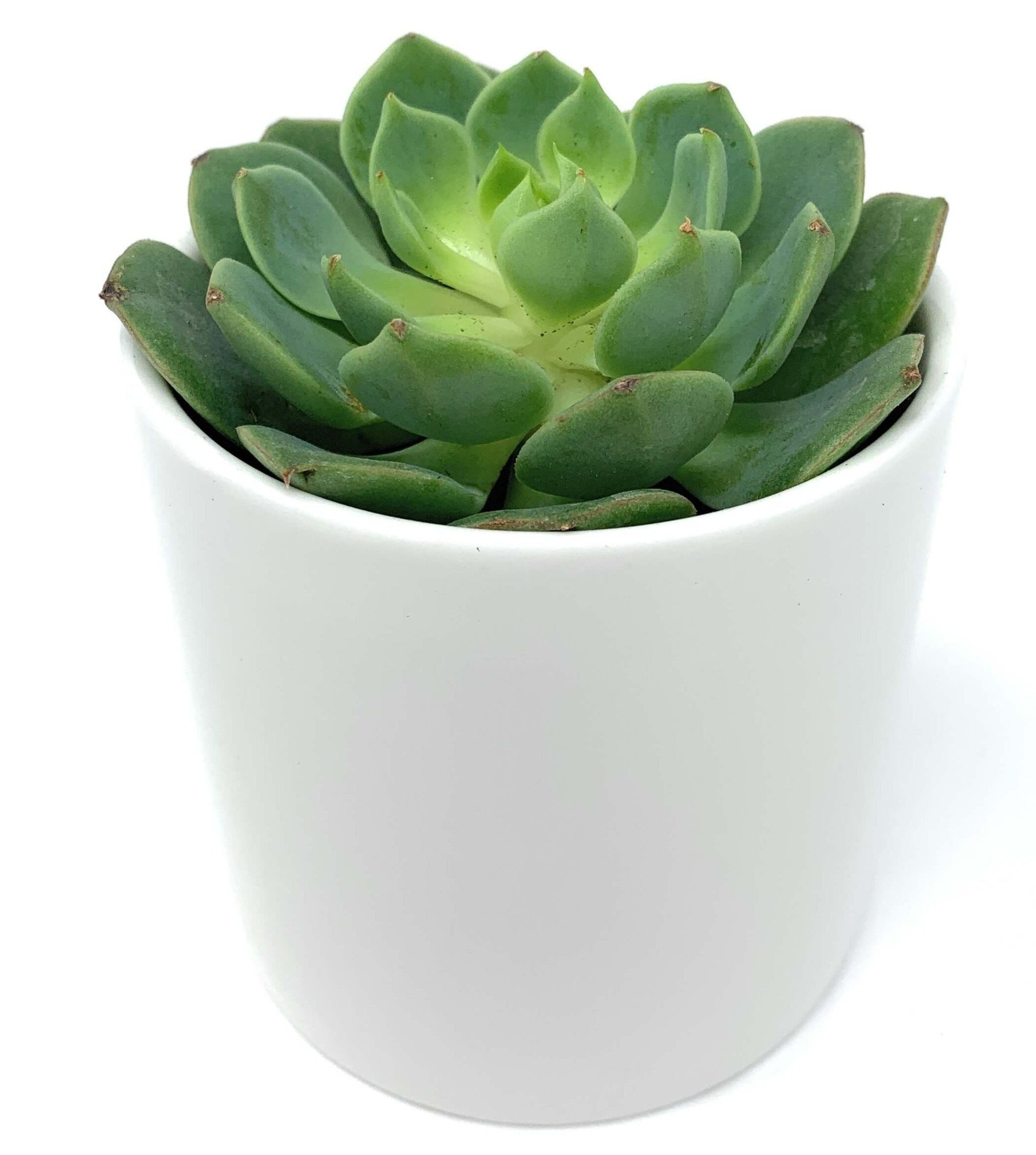 Succulent and Candle Gift Box