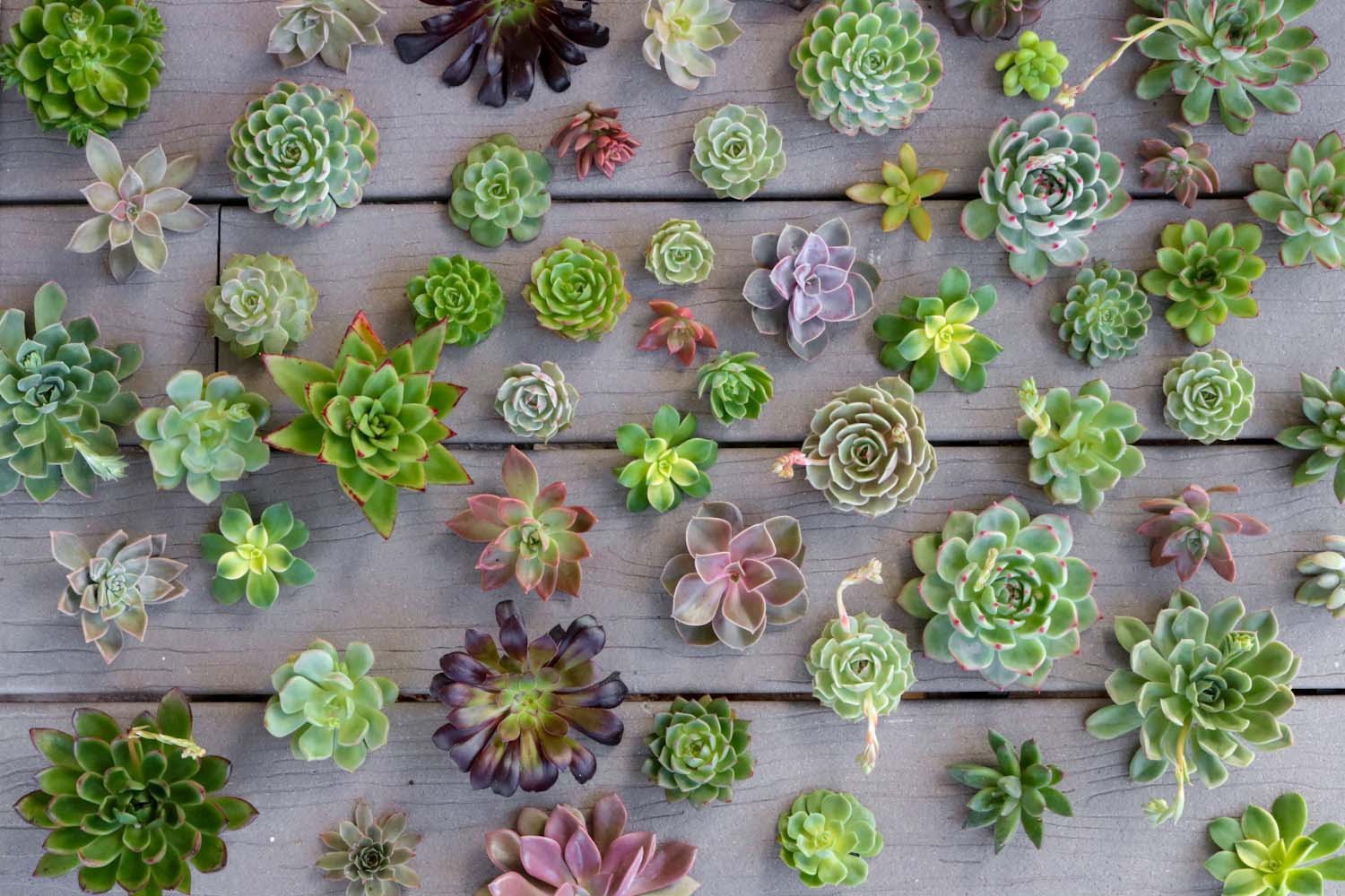 rosette succulents bulk Wedding Succulent Cuttings for Bouquets DIY Decor