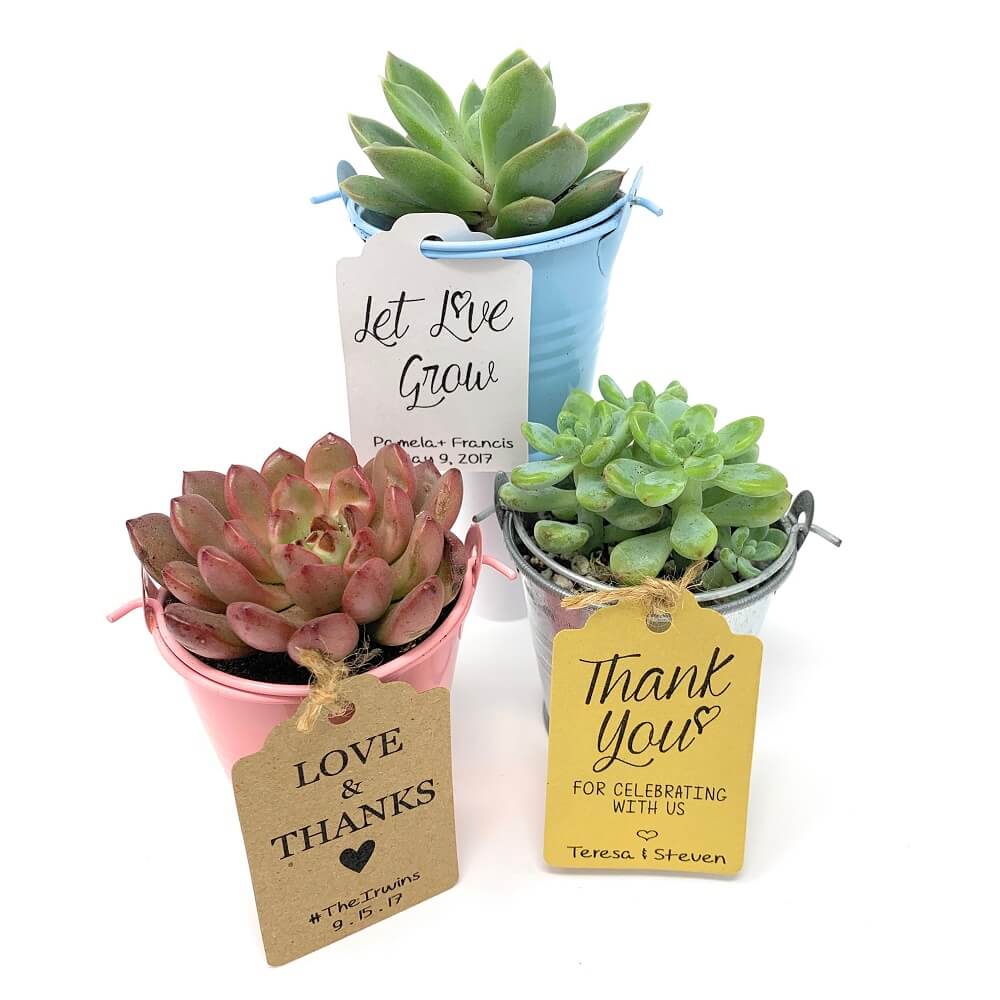 succulent tags 20 Pack