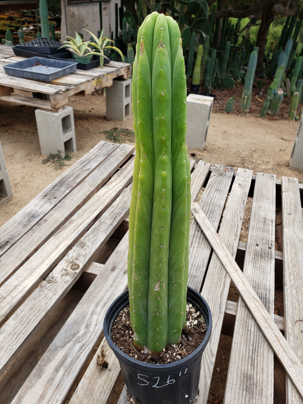 San pedro potted cactus