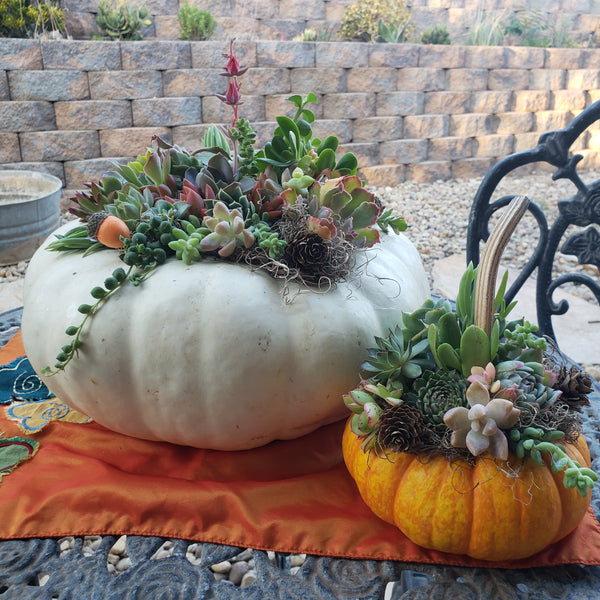 Everything but the Pumpkin.  Succulent pumpkin topper DIY kit