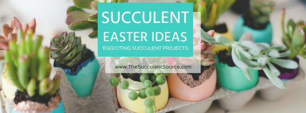 Succulent Easter Egg Ideas