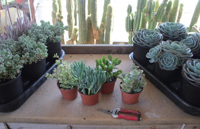 How to make Succulent Cuttings in less than One Minute!
