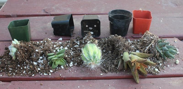 My Succulents fell out of their containers!