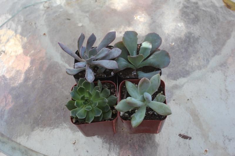 Same Succulents, Different Lighting, Different Colors