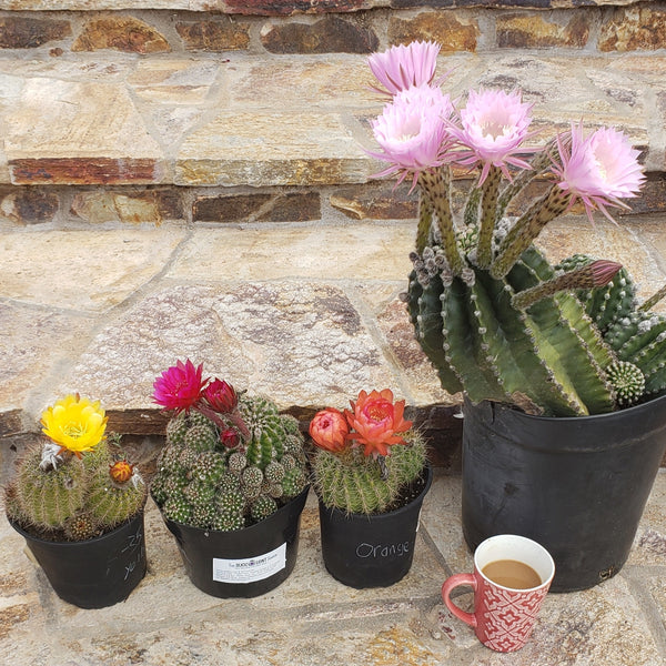 Echinopsis and Trichocereus are Blooming in April
