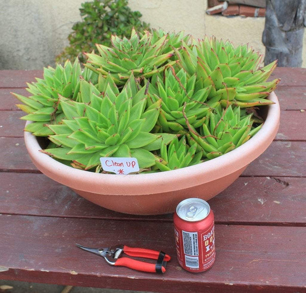 Cleaning up your succulents and propagating them