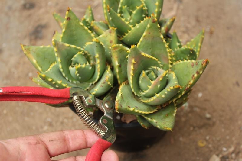 How to Propagate your potted Aloes