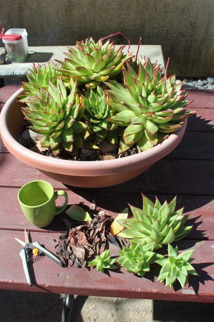 Propagating Echeveria Lipstick Succulents