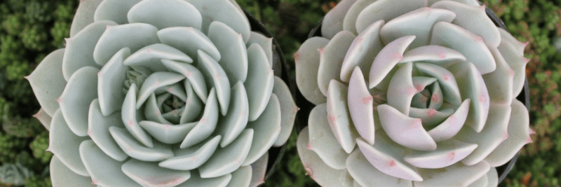 How to Care for Succulents: The Ultimate Guide