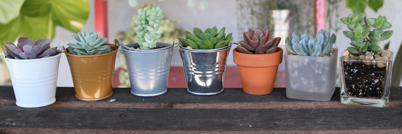 Which Succulent Matches Your Personality? [Quiz]