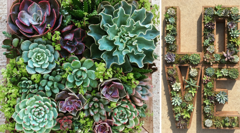 10 Creative Succulent Garden Ideas
