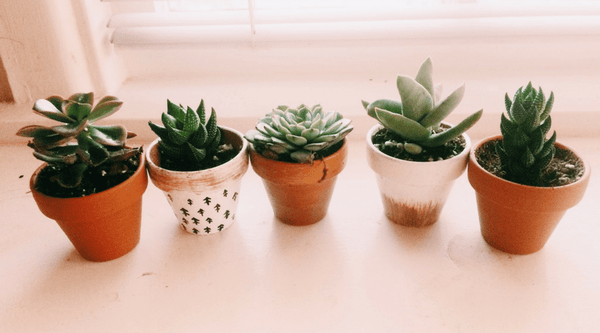 A Guide On How To Plant Succulents