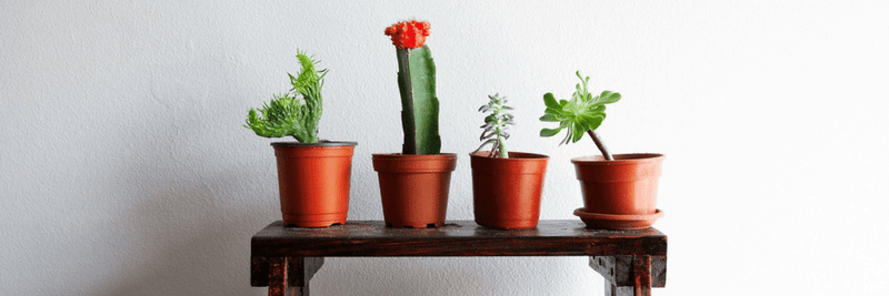 Which Creative Way Should You Display Your Succulents? [Quiz]
