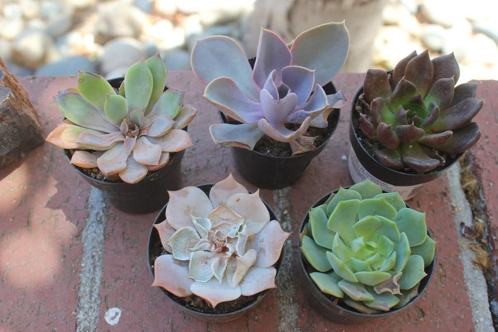 aeonium succulents Aeonium 'Deep Purple' – Surreal Succulents main image 1