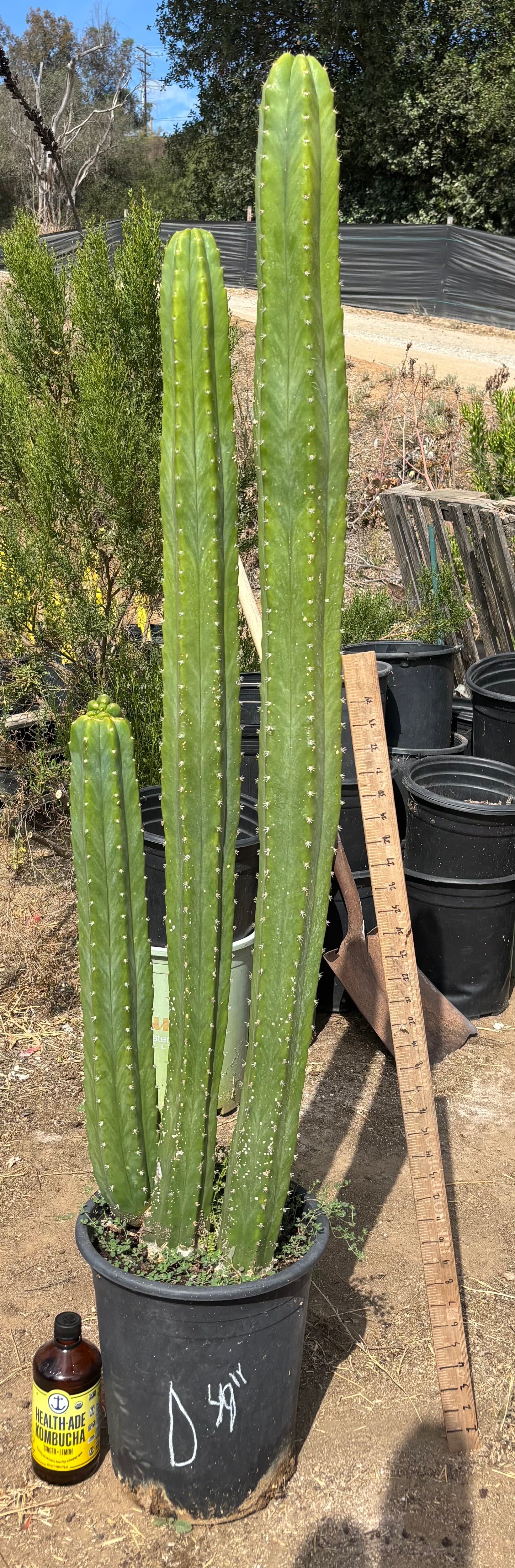 #EC125 EXACT GIANT Trichocereus Pachanoi PC Cactus Potted Specimens
