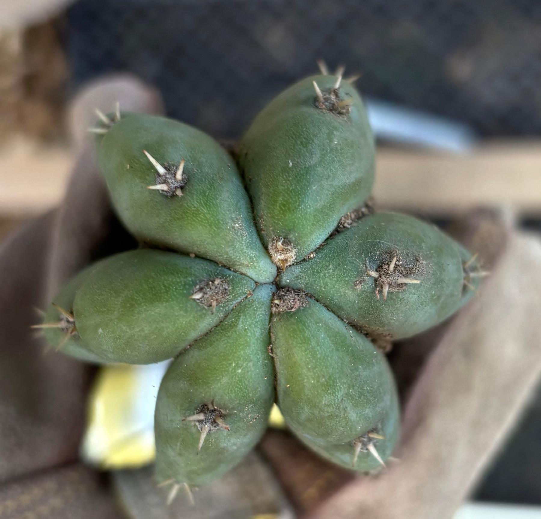 #EC395 EXACT TLC Trichocereus Bargain  Cactus Cuttings by Blaise