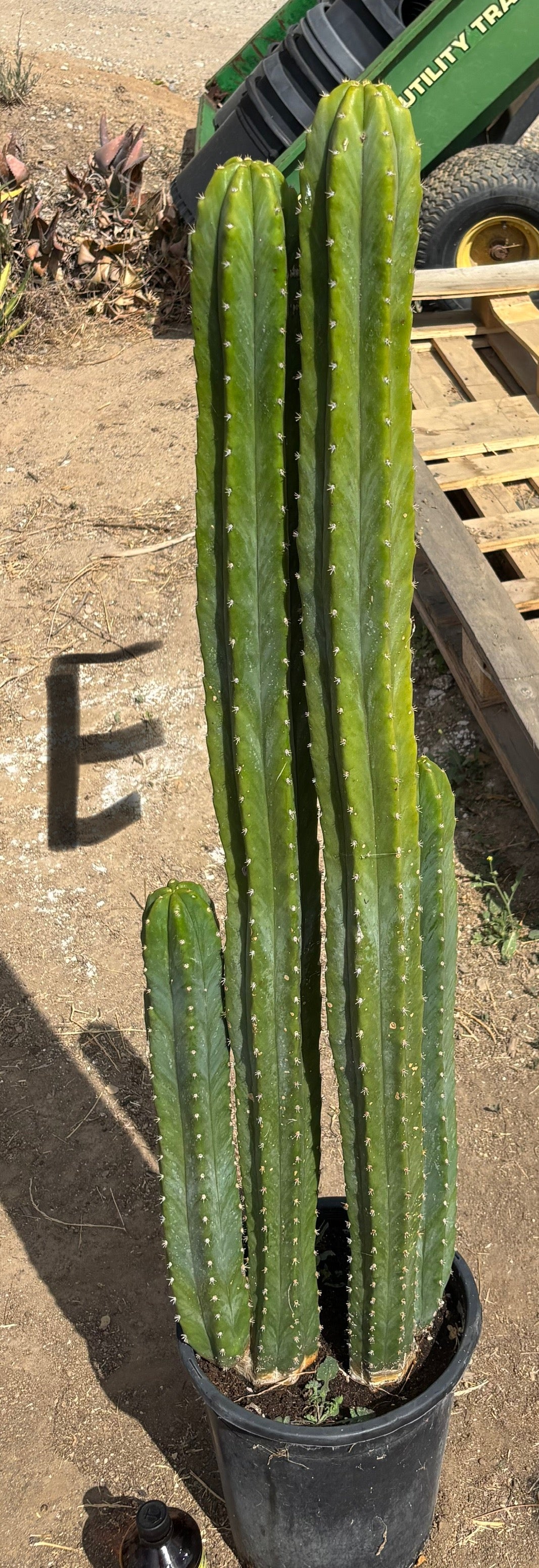 #EC125 EXACT GIANT Trichocereus Pachanoi PC Cactus Potted Specimens