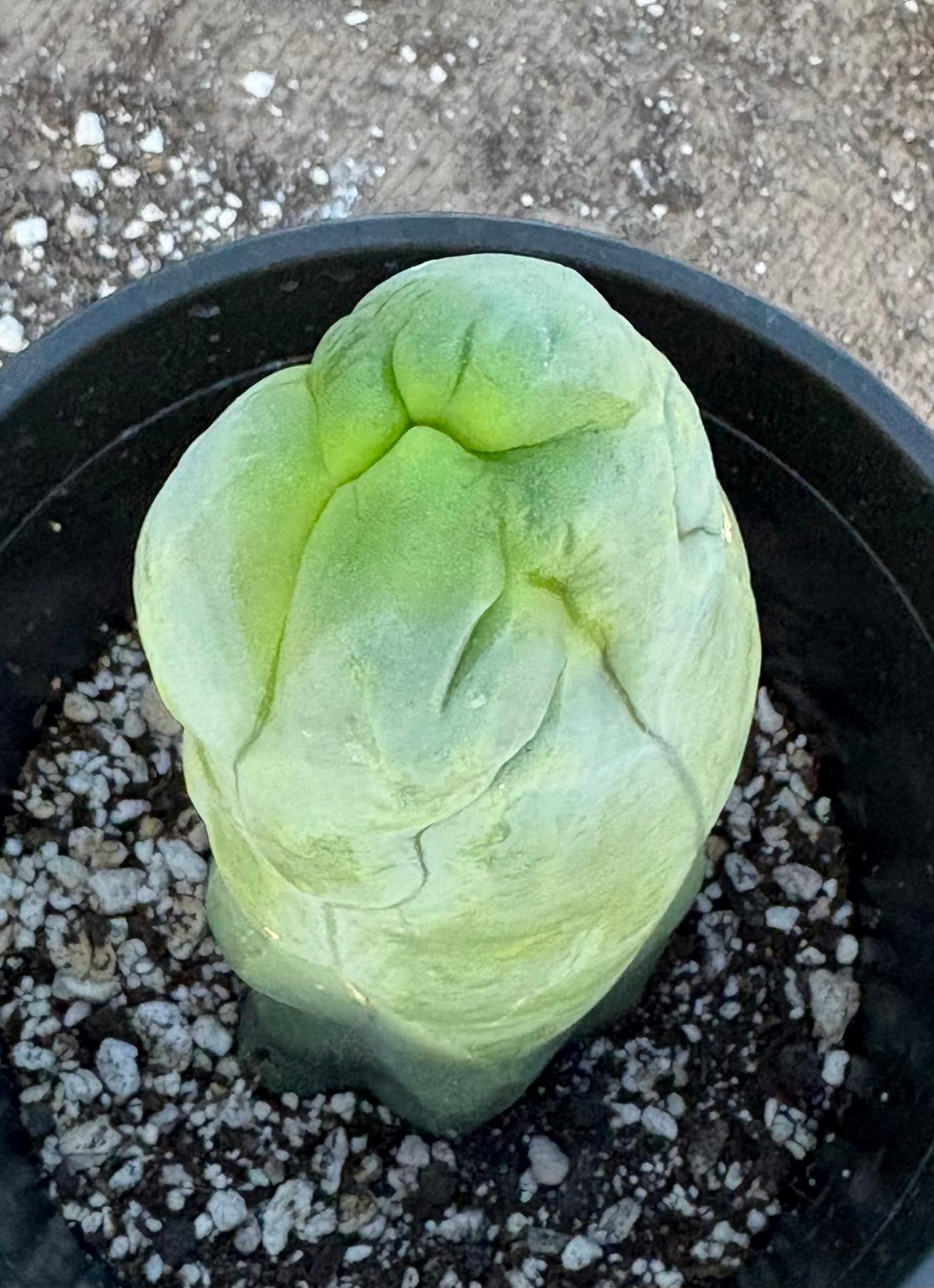 #EC24 EXACT Trichocereus Bridgesii TBM  Penis monstrose Long Form Cactus 8.5”