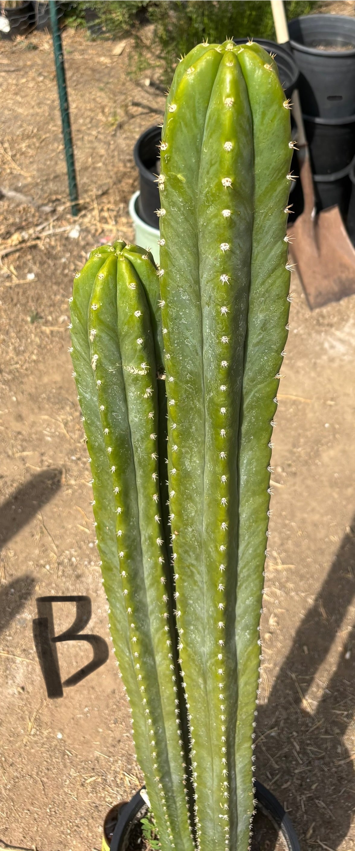 #EC125 EXACT GIANT Trichocereus Pachanoi PC Cactus Potted Specimens