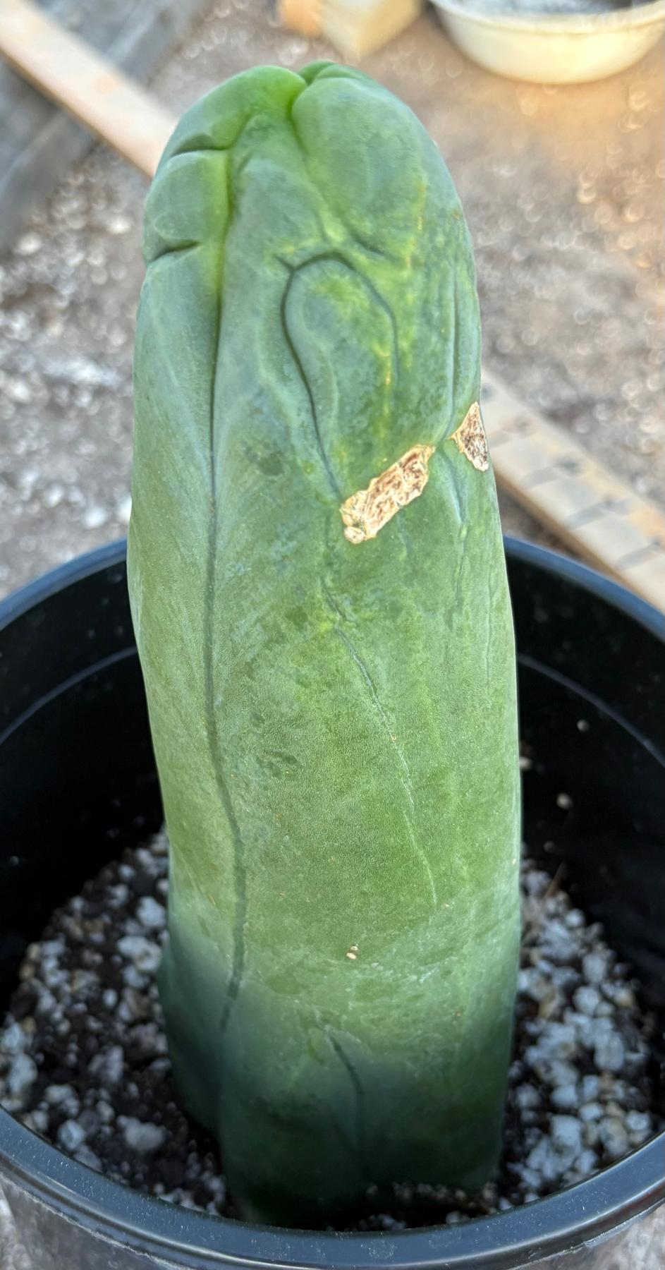#EC24 EXACT Trichocereus Bridgesii TBM  Penis monstrose Long Form Cactus 8.5”