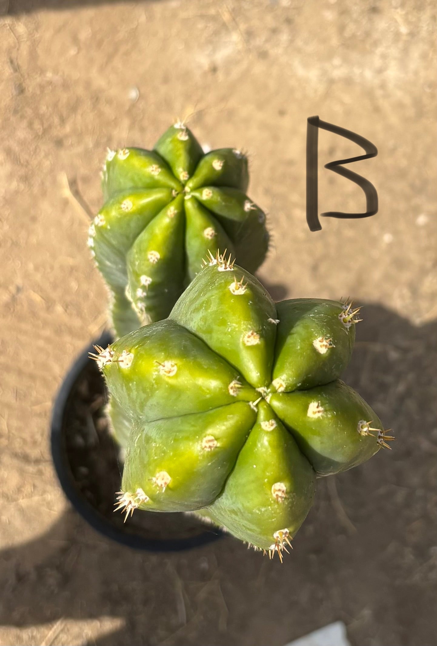 #EC125 EXACT GIANT Trichocereus Pachanoi PC Cactus Potted Specimens