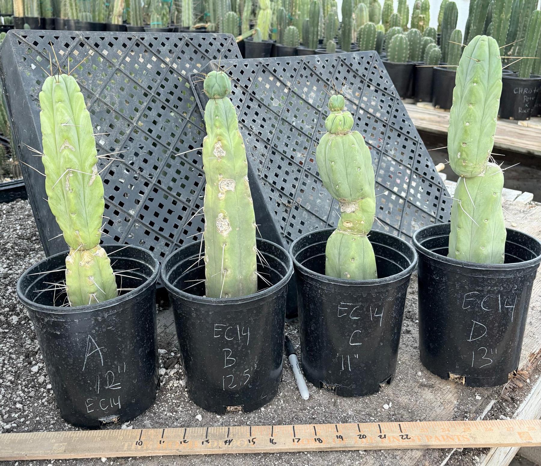 #EC14 Exact Trichocereus Bridgesii "Jiimz Twin Spine" Potted Cactus A-E