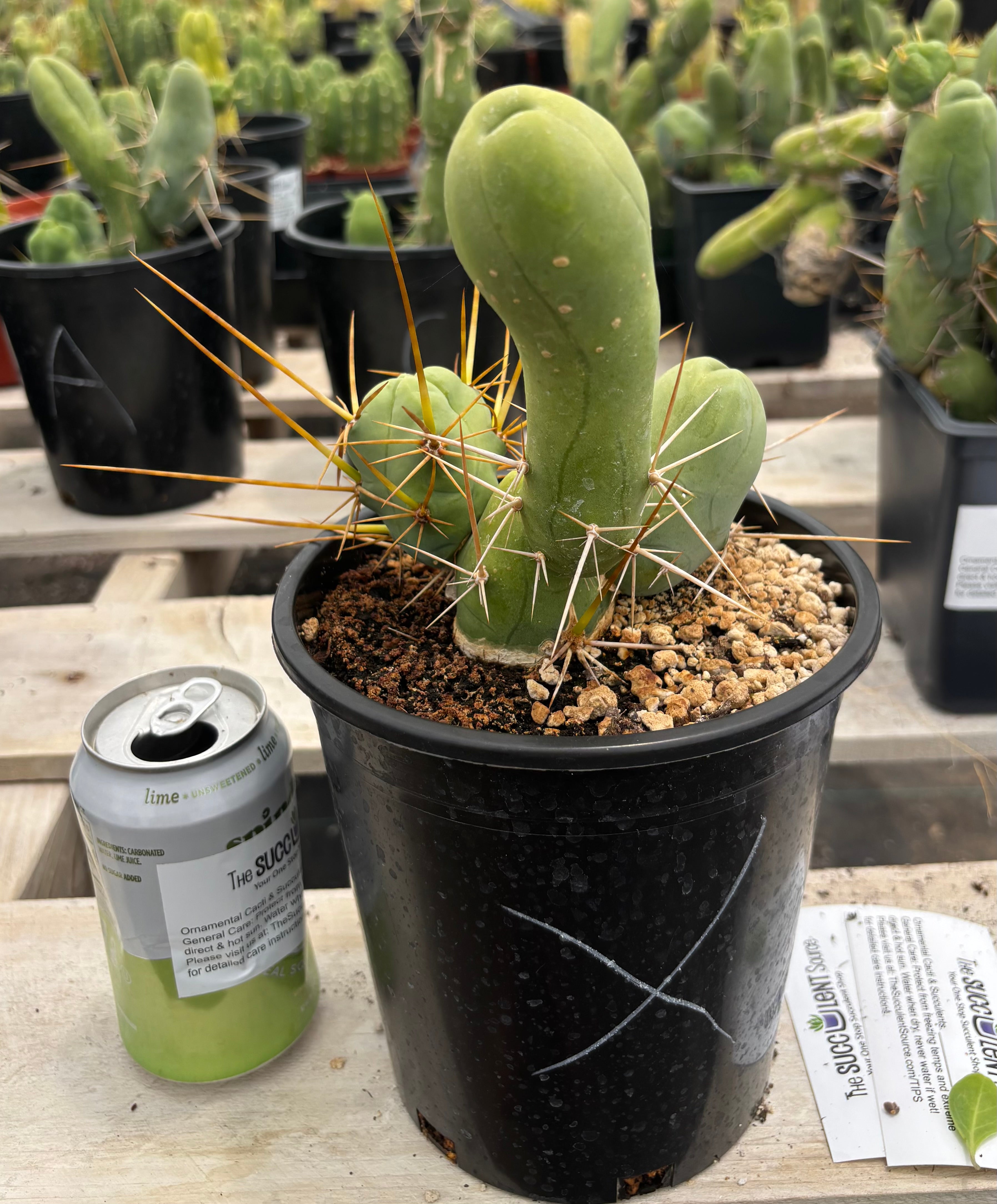 Trichocereus bridgesii forma monstrose TBM inermis aka Ornamental Penis Cactus Plant