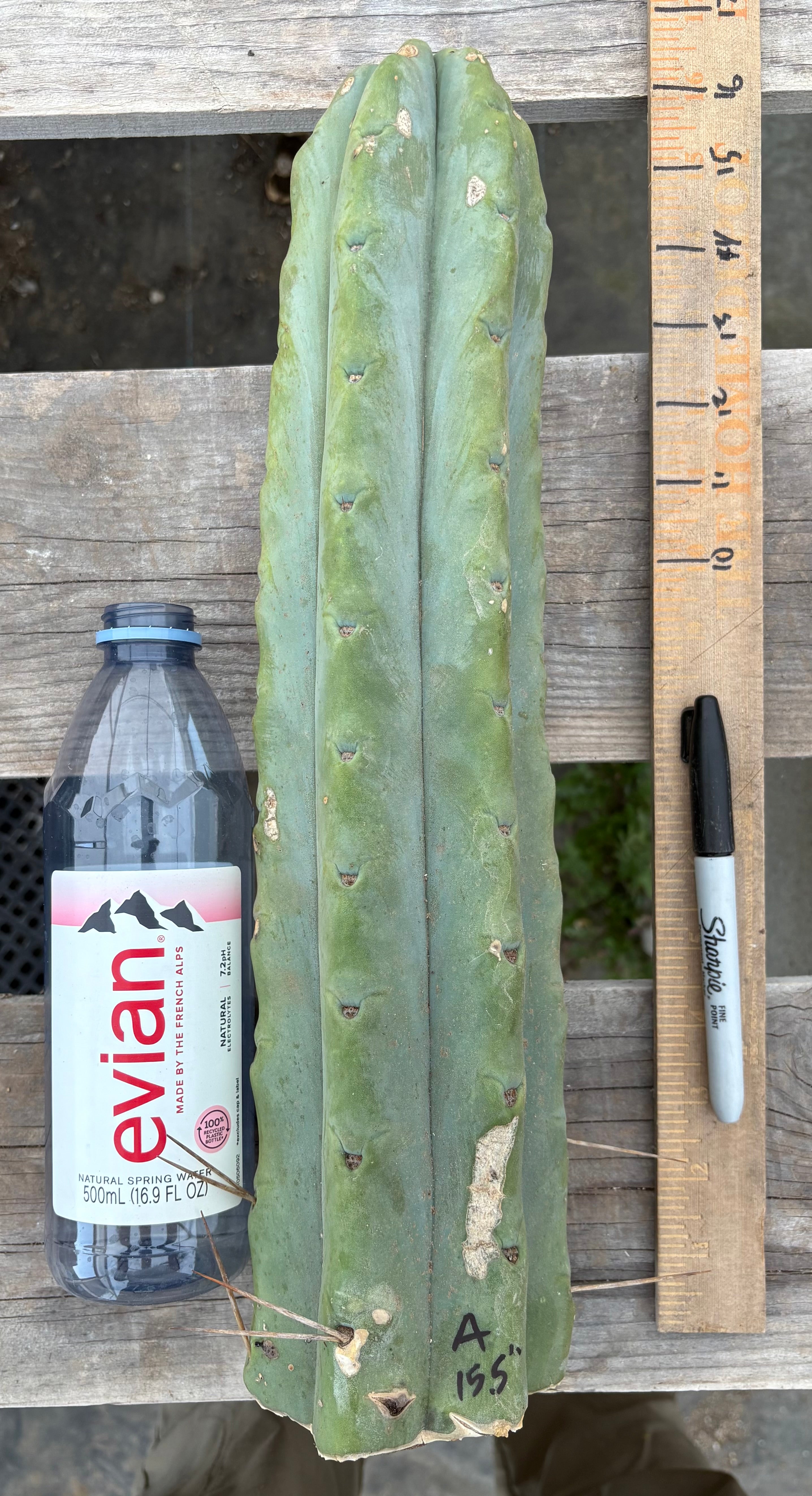 #EC153 EXACT Trichocereus Bridgesii Jiimz Twin Spine Cactus Cuttings